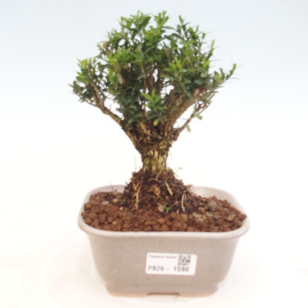 Bonsaï de chambre - Buxus harlandii - buxus liège