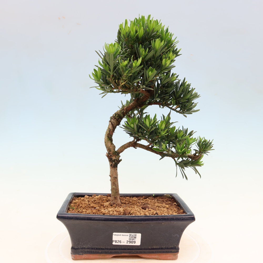 Salle bonsaï - Podocarpus - If en pierre