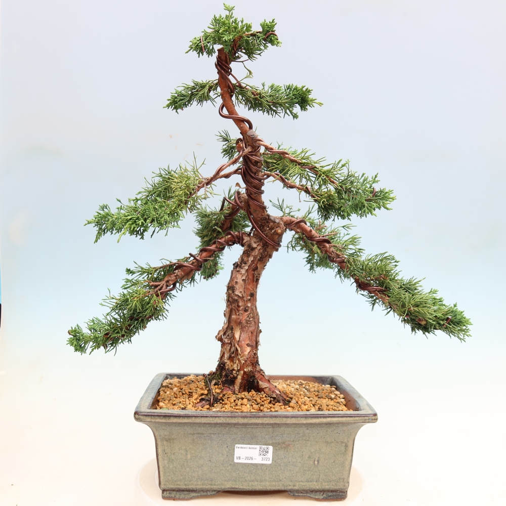 Bonsaï d'extérieur - Juniperus chinensis Kishu