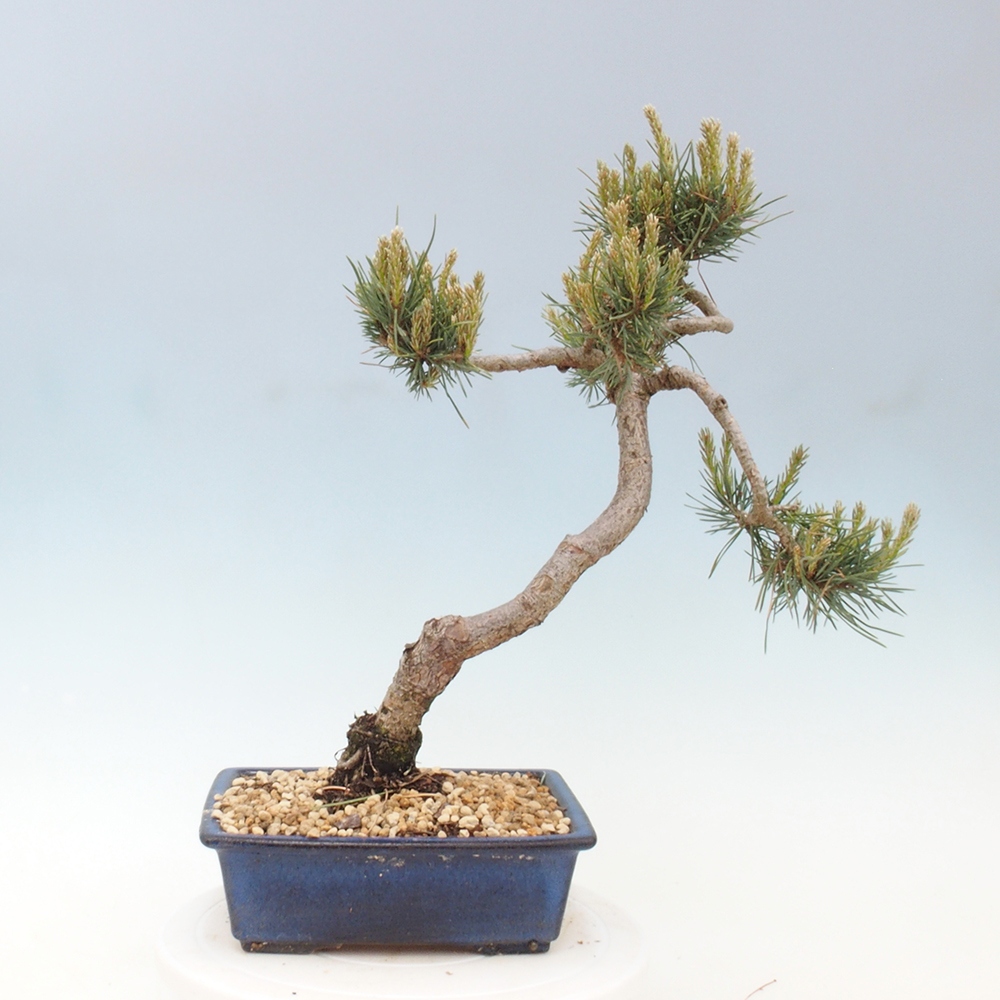 Bonsaï d'extérieur - Pinus Sylvestris Watererri - Pin sylvestre