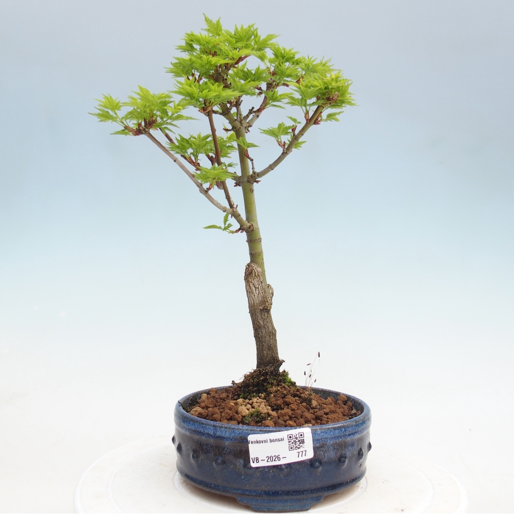 Bonsaï d'extérieur -Javor palm Acer palmatum Shishigashira
