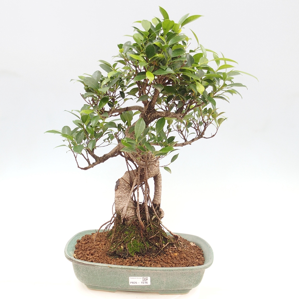 Salle bonsaï - Ficus kimmen - ficus à petites feuilles