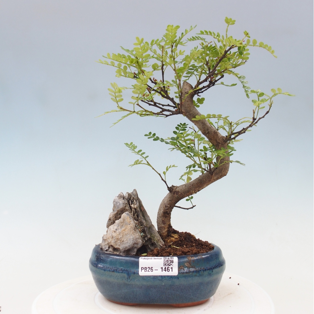 Salle bonsaï - Zantoxylum piperitum - arbre à poivre