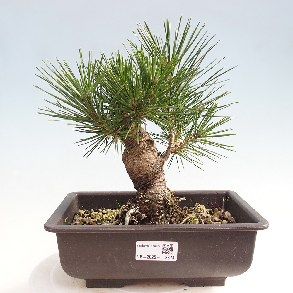 Bonsaï d'extérieur - Pinus thunbergii - Pin de Thunberg