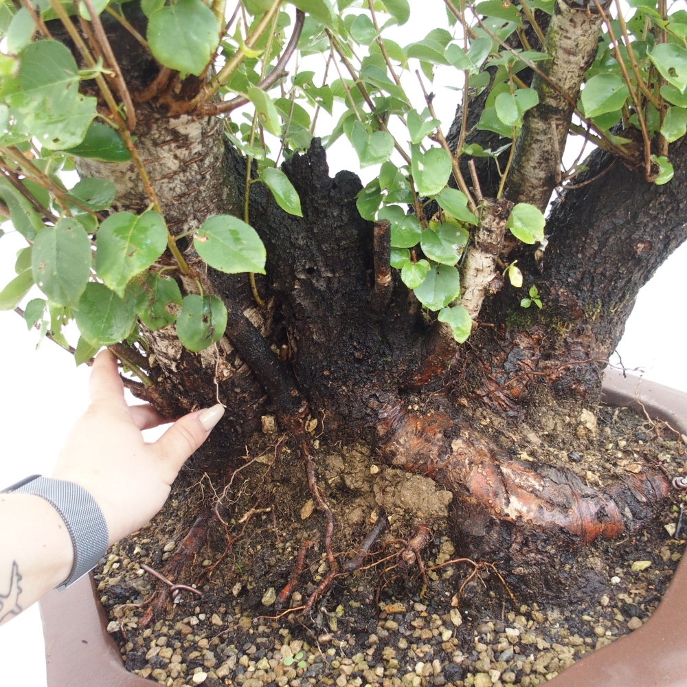 Bonsaï d'extérieur - Mahalebka - Prunus mahaleb