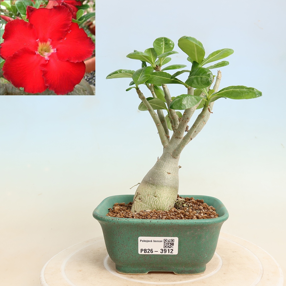 Bonsaï d'intérieur - Adenium obesum Red Star - Rose du désert