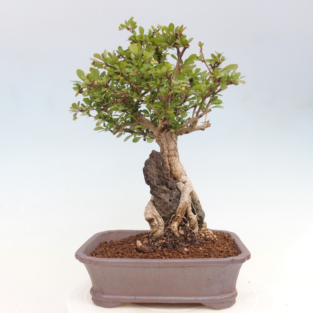 Bonsaï d'extérieur - Berberis coreana