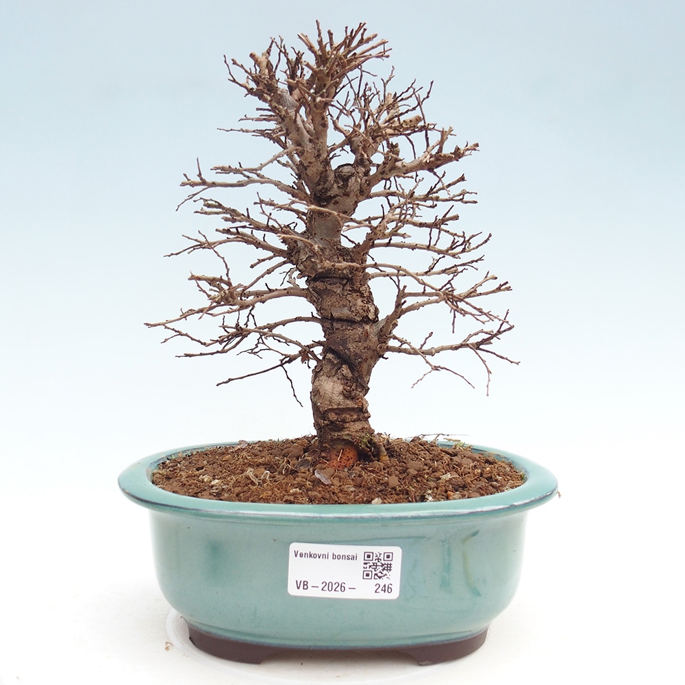 Bonsaï d'extérieur - Zelkova - Zelkova NIRE