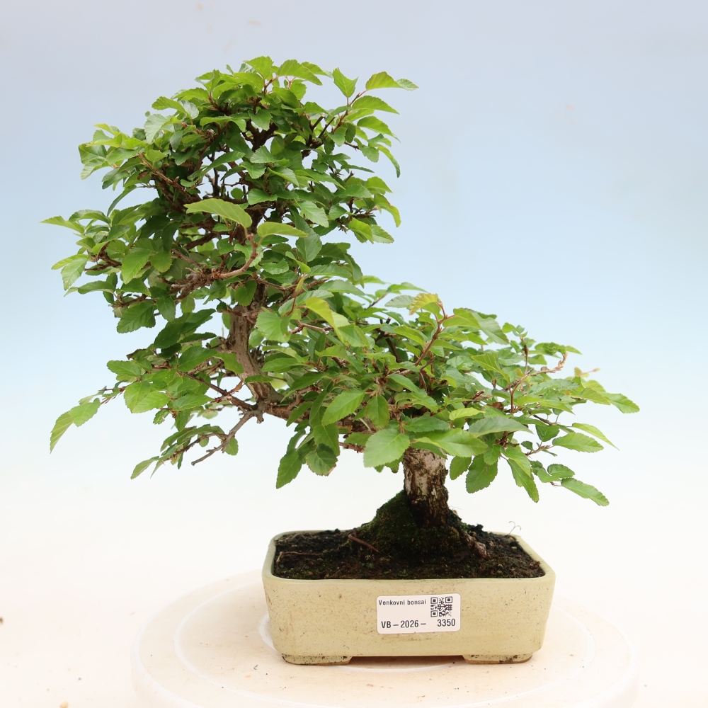 Bonsaï d'extérieur -Carpinus Coreana - Charme de Corée