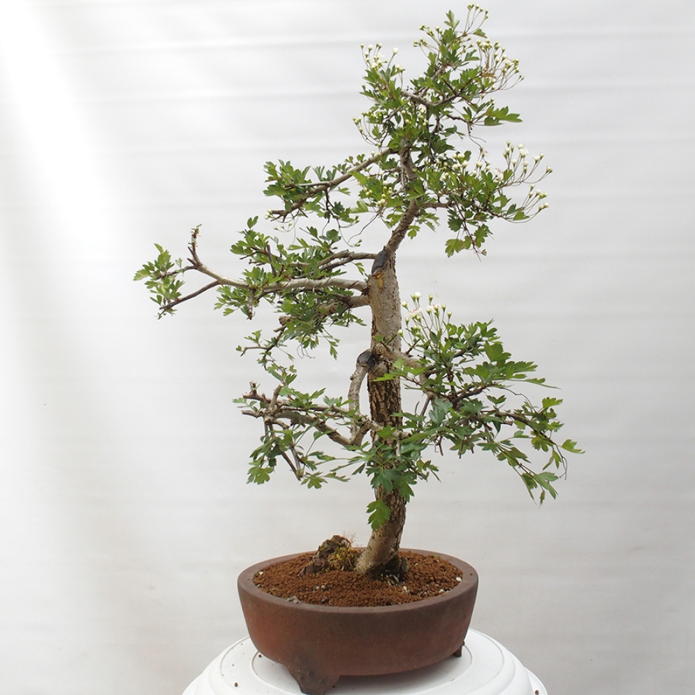 Bonsaï d'extérieur - Aubépine - Crataegus monogyna