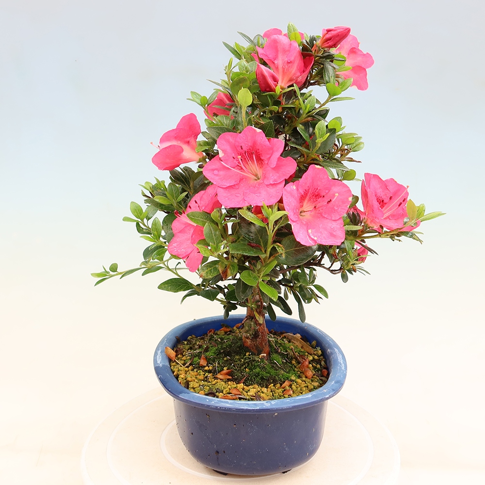 Bonsaï d'extérieur - Azalée japonaise - Azalea Kobai