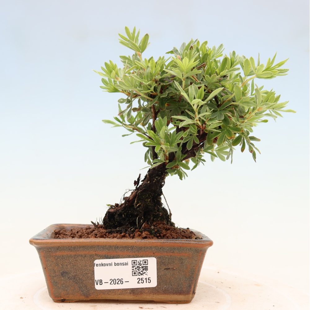 Bonsaï d'extérieur - Potentila fruticosa
