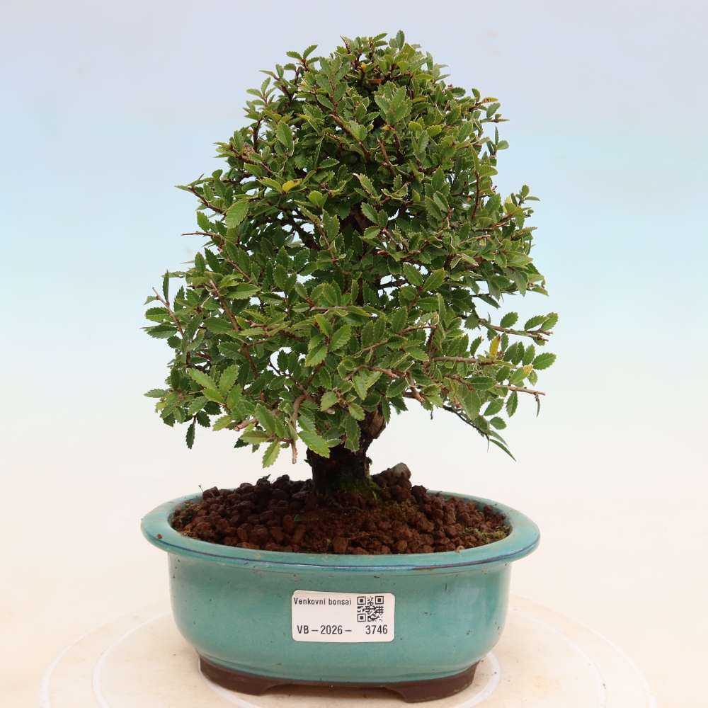Bonsaï d'extérieur - Zelkova - Zelkova NIRE