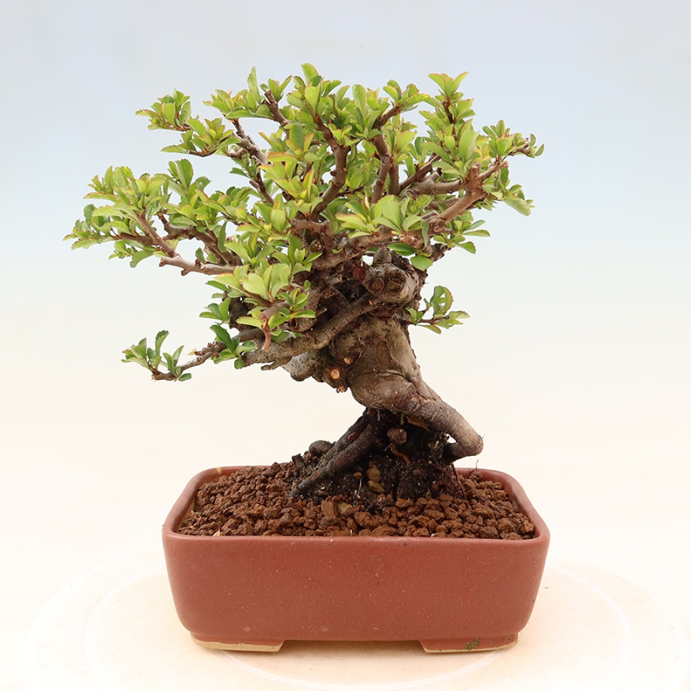 Bonsaï d'extérieur - Chaneomeles speciosa Chojubai