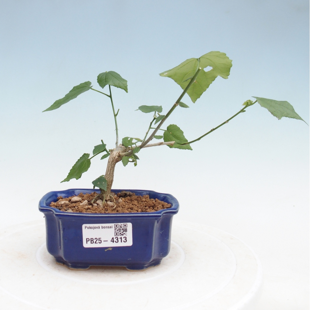 Bonsaï d'intérieur - Malvaviscus arboreus