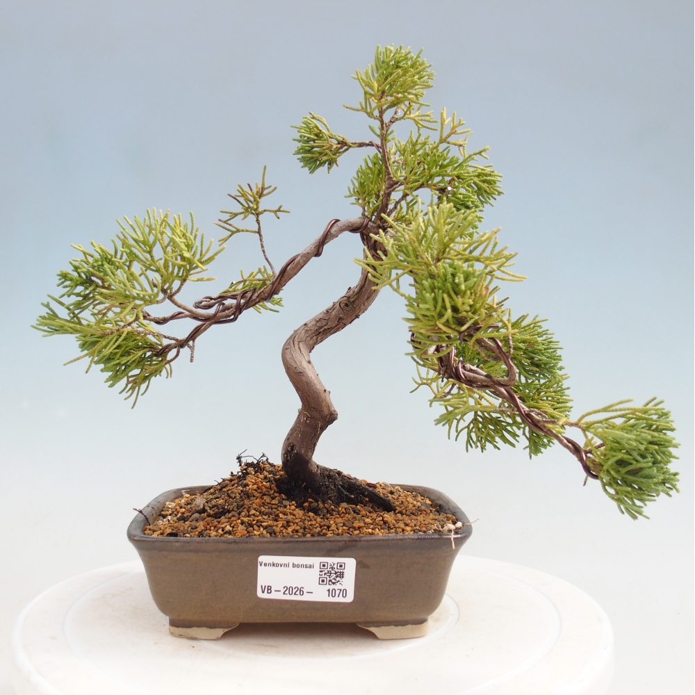 Bonsaï d'extérieur - Juniperus chinensis Kishu