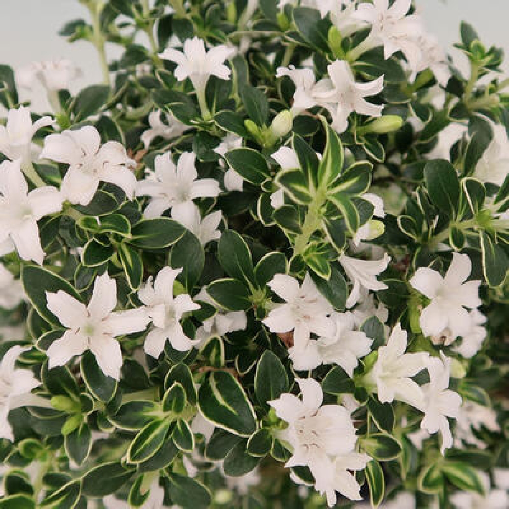 Salle bonsaï - Serissa foetida Variegata - Arbre aux mille étoiles