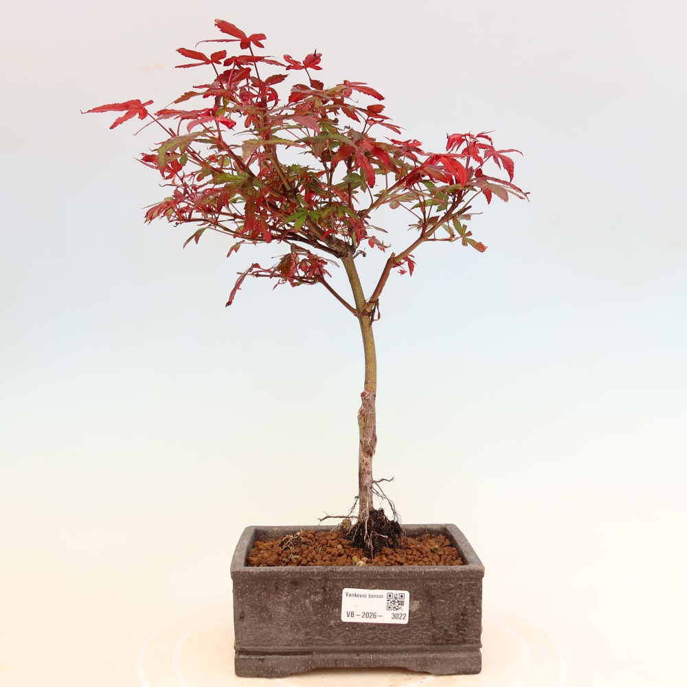 Bonsaï d'extérieur - Érable palmatum  - Acer palmatum Berry Broom 