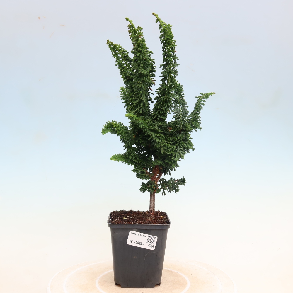 Bonsaï d'extérieur - Cham. obtusa SEKKA HINOKI - Cyprès