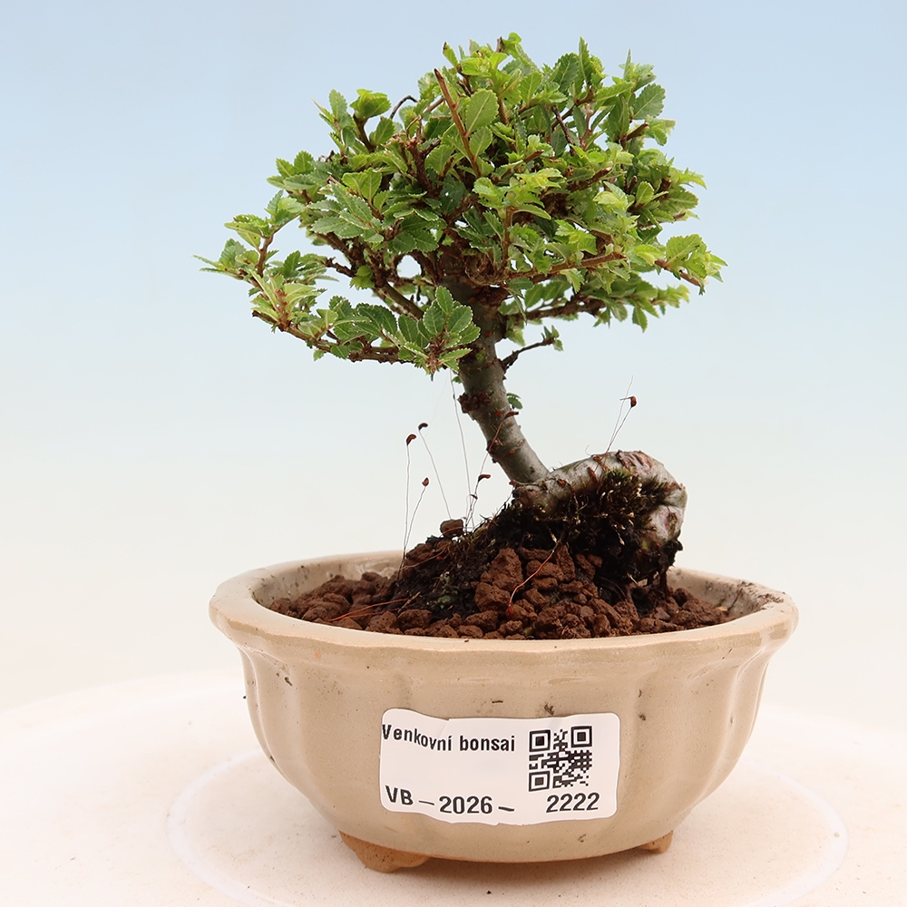 Bonsaï d'extérieur - Ulmus parvifolia Sagei - Orme à petites feuilles