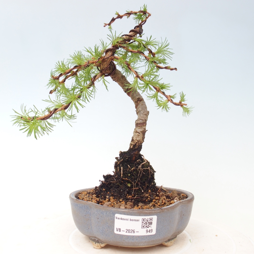 Bonsaï d'extérieur - Larix Kaempferi - Mélèze du Japon