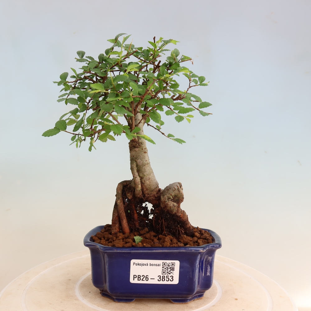 Bonsaï de chambre - Ulmus parvifolia - Orme à petites feuilles