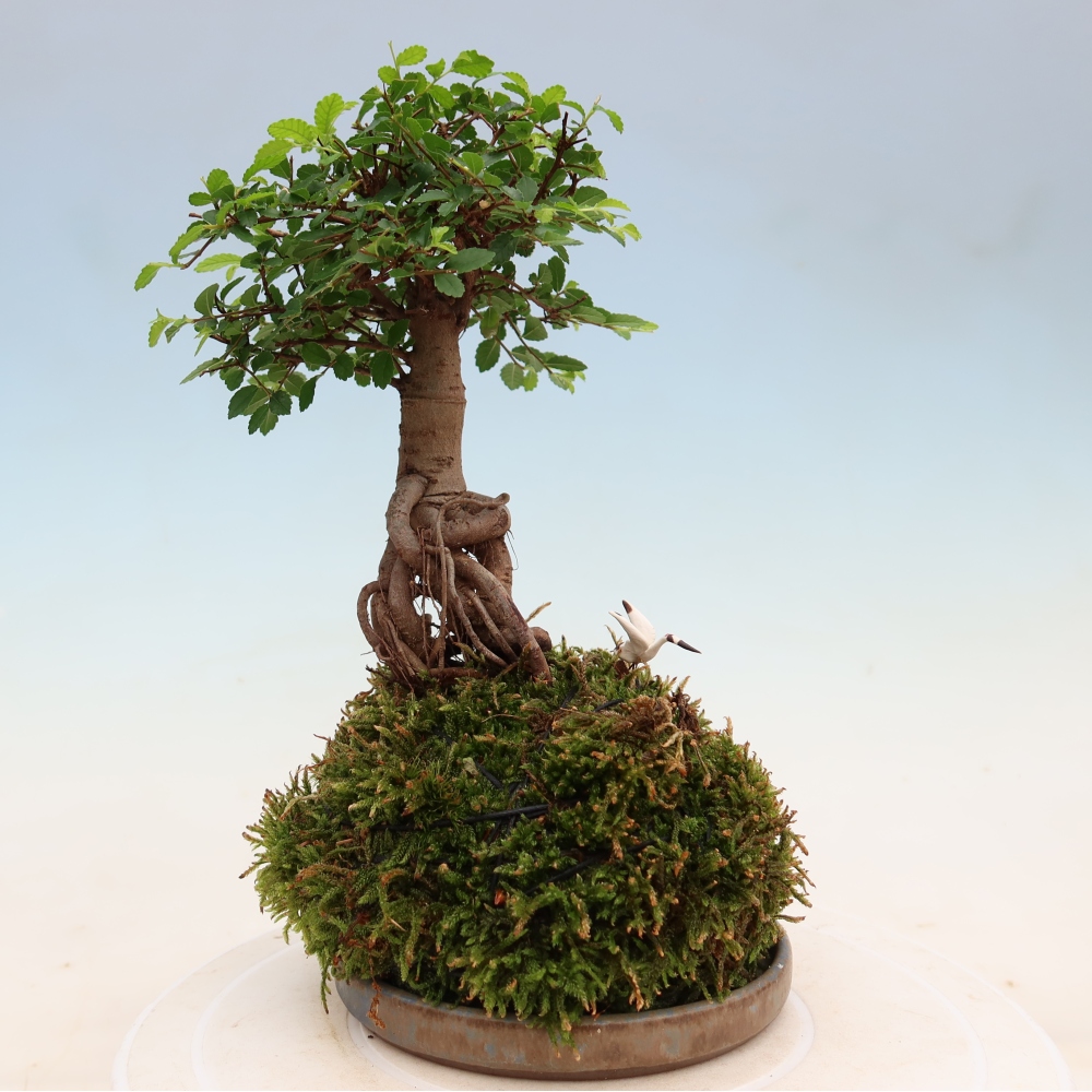 Kokedama avec soucoupe - Ulmus parvifolia - orme à petites feuilles