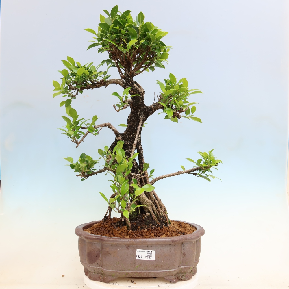 Salle bonsaï - Ficus kimmen - ficus à petites feuilles