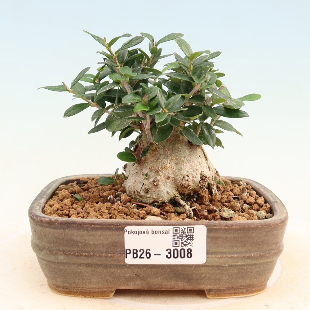 Bonsaï d'intérieur - Olea europaea sylvestris