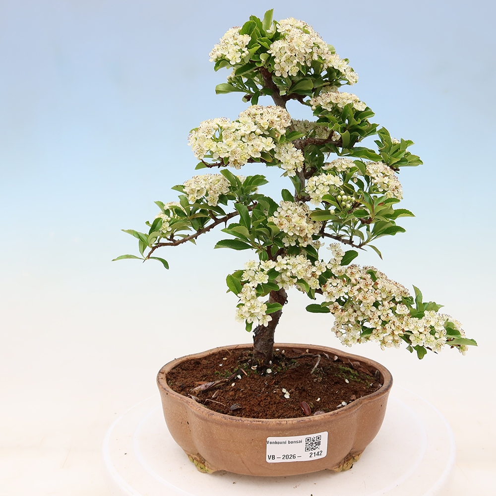 Bonsaï d'extérieur - Pyracantha teton - Pyracantha écarlate