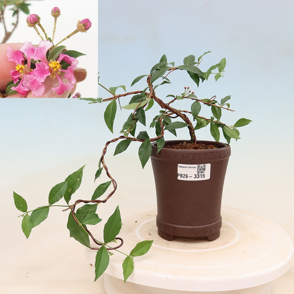 Bonsaï d'intérieur - Cerisier de la Barbade (Malpighia glabra) 