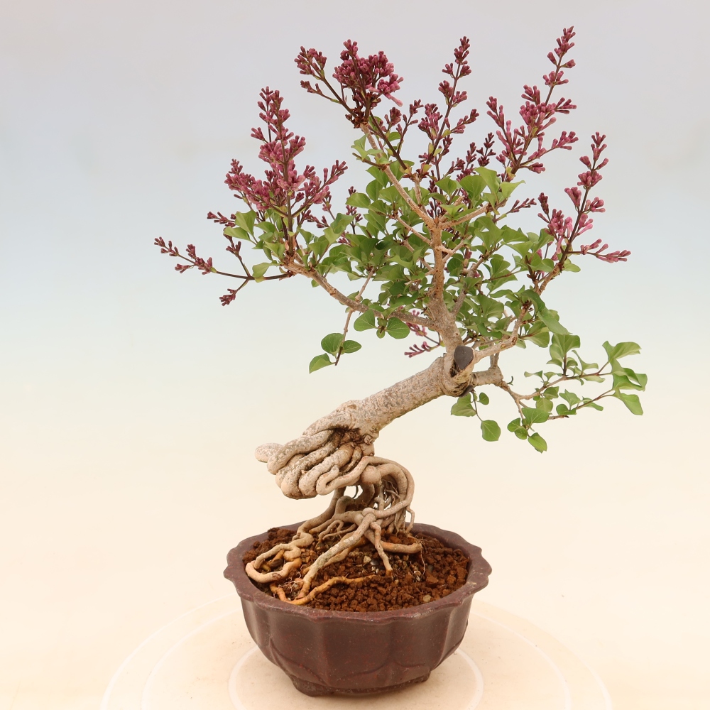 Bonsaï d'extérieur - Syringa microphylla - lilas à petites fleurs