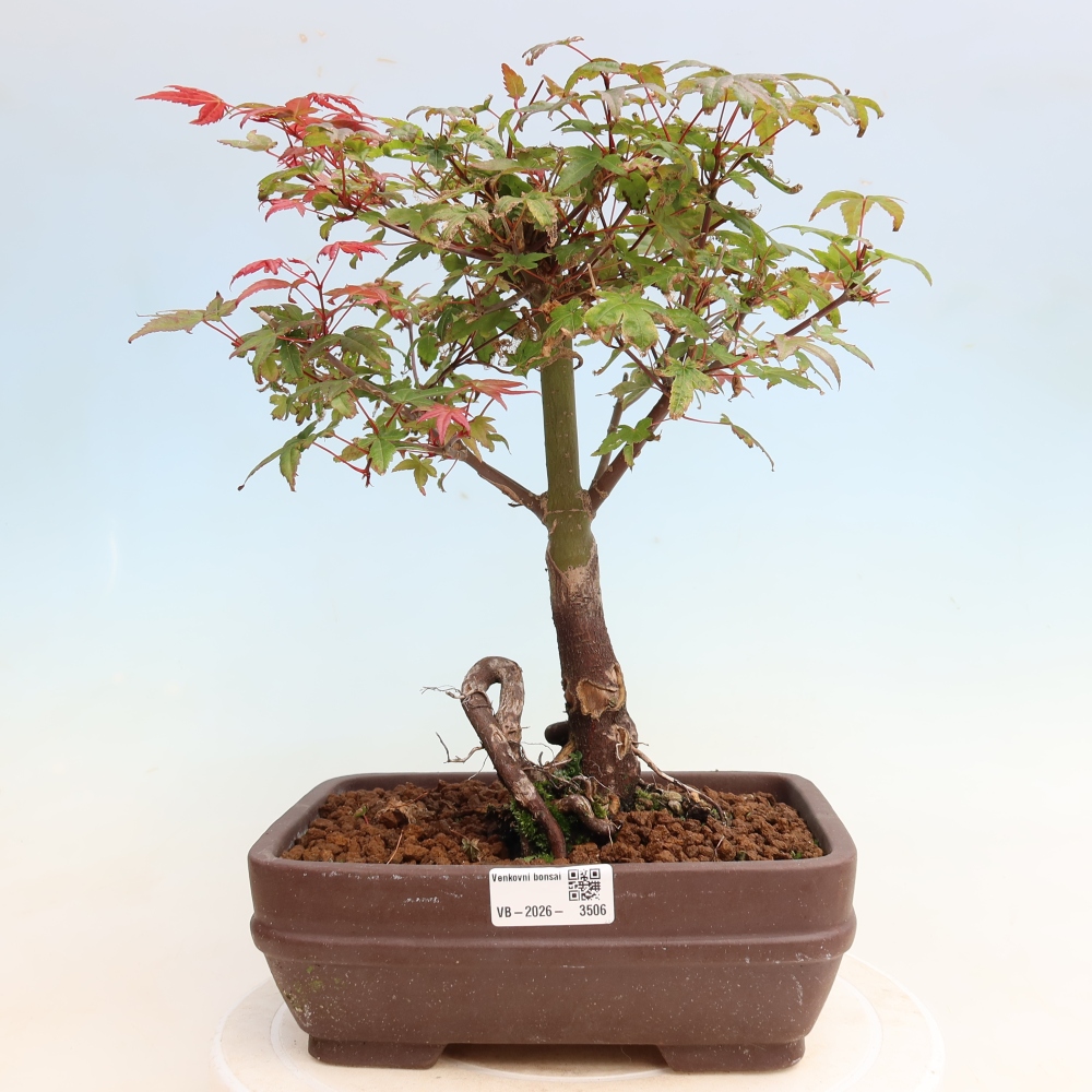 Bonsaï d'extérieur - Acer palmatum DESHOJO