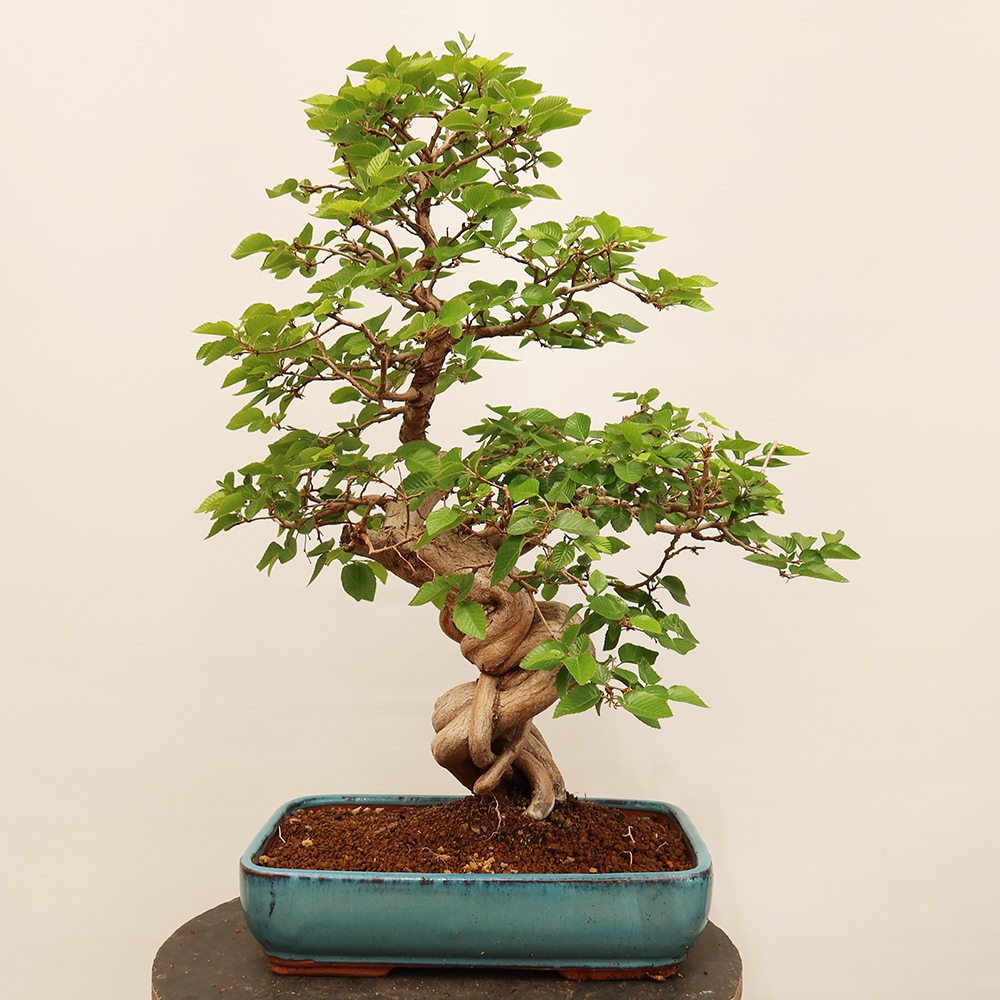 Bonsaï d'extérieur -Carpinus Coreana - Charme de Corée