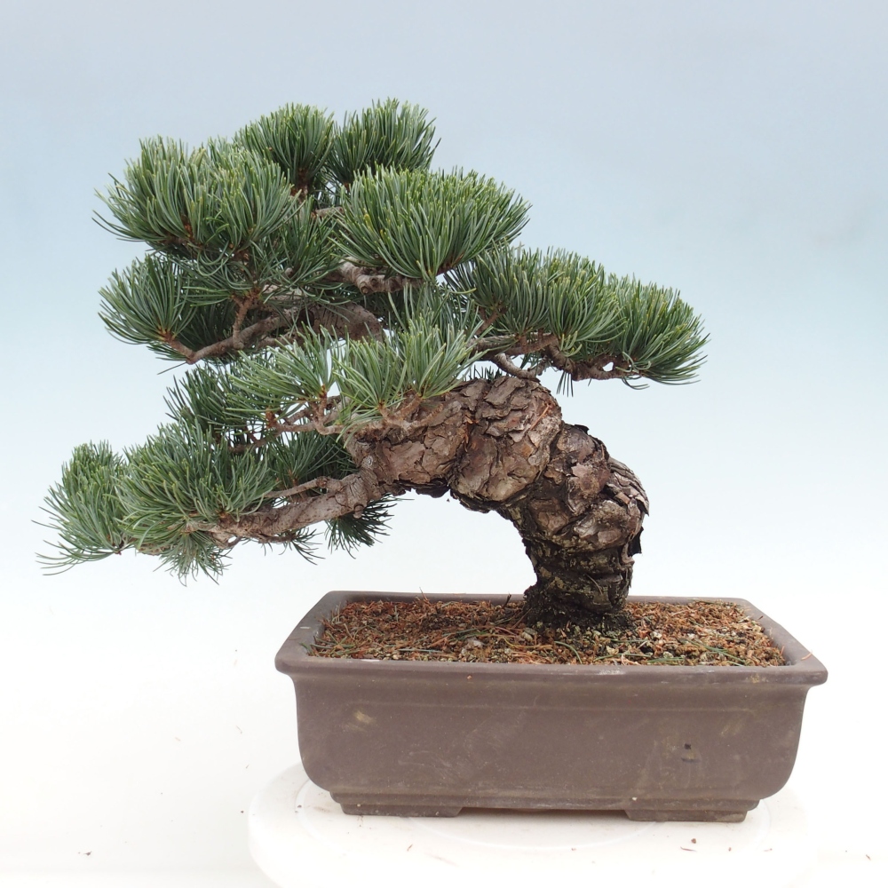 Bonsaï d'extérieur - Pinus parviflora - Pinus parviflora