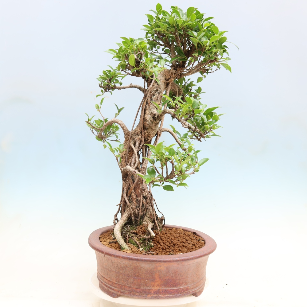 Salle bonsaï - Ficus kimmen - ficus à petites feuilles