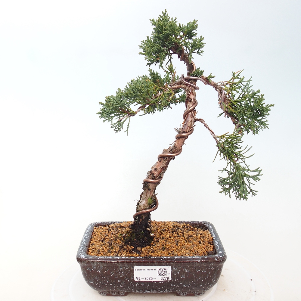 Bonsaï d'extérieur - Juniperus chinensis Kishu
