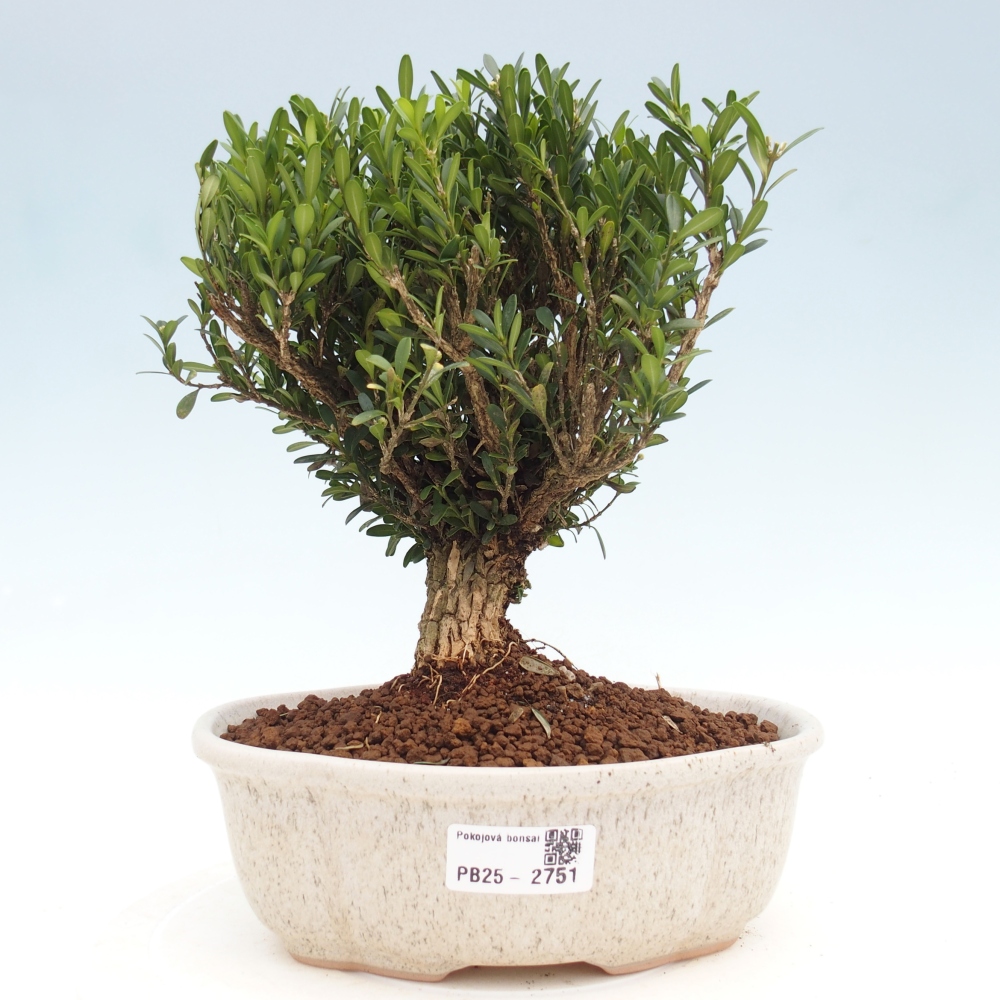 Bonsaï de chambre - Buxus harlandii - buxus liège