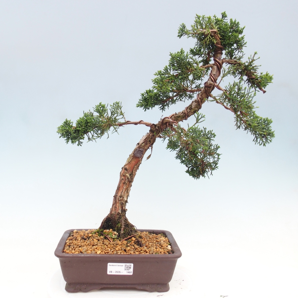 Bonsaï d'extérieur - Juniperus chinensis Kishu