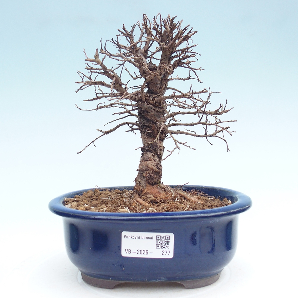 Bonsaï d'extérieur - Zelkova - Zelkova NIRE