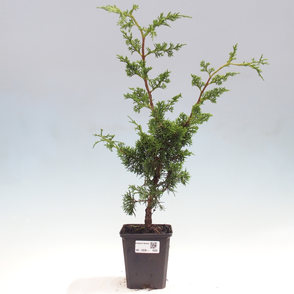 Bonsaï d'extérieur - Juniperus chinensis Itoigawa
