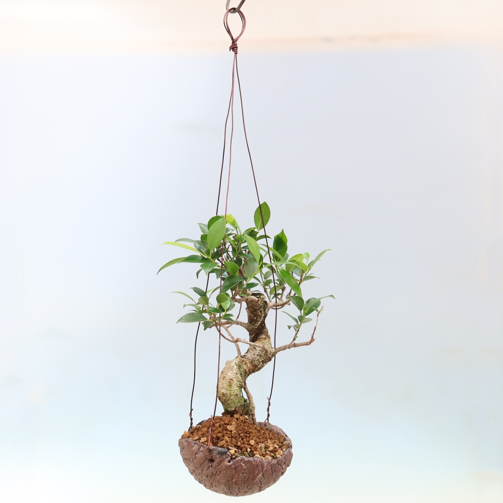 Kokedama en céramique - ficus à petites feuilles - Ficus kimmen