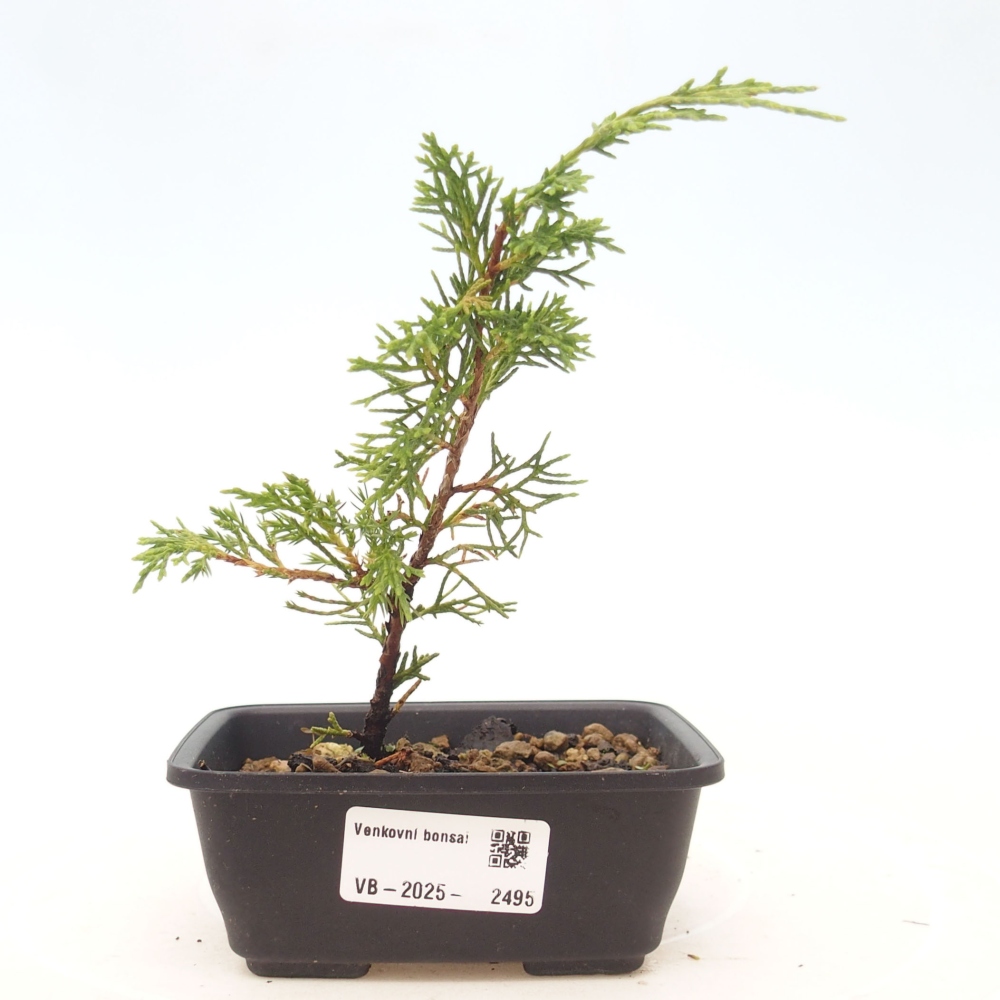 Bonsaï d'extérieur - Juniperus chinensis Itoigawa