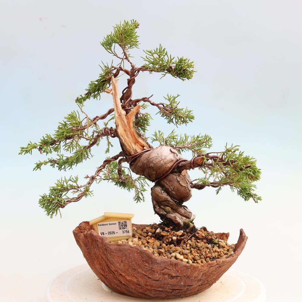 Bonsaï d'extérieur - Juniperus chinensis Itoigawa-Juniperus chinensis