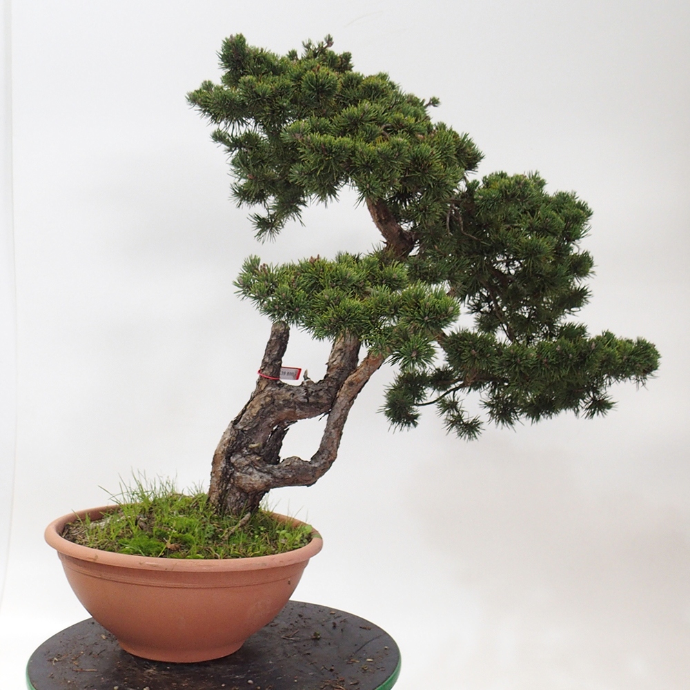 Yamadori - Pinus sylvestris Espagne