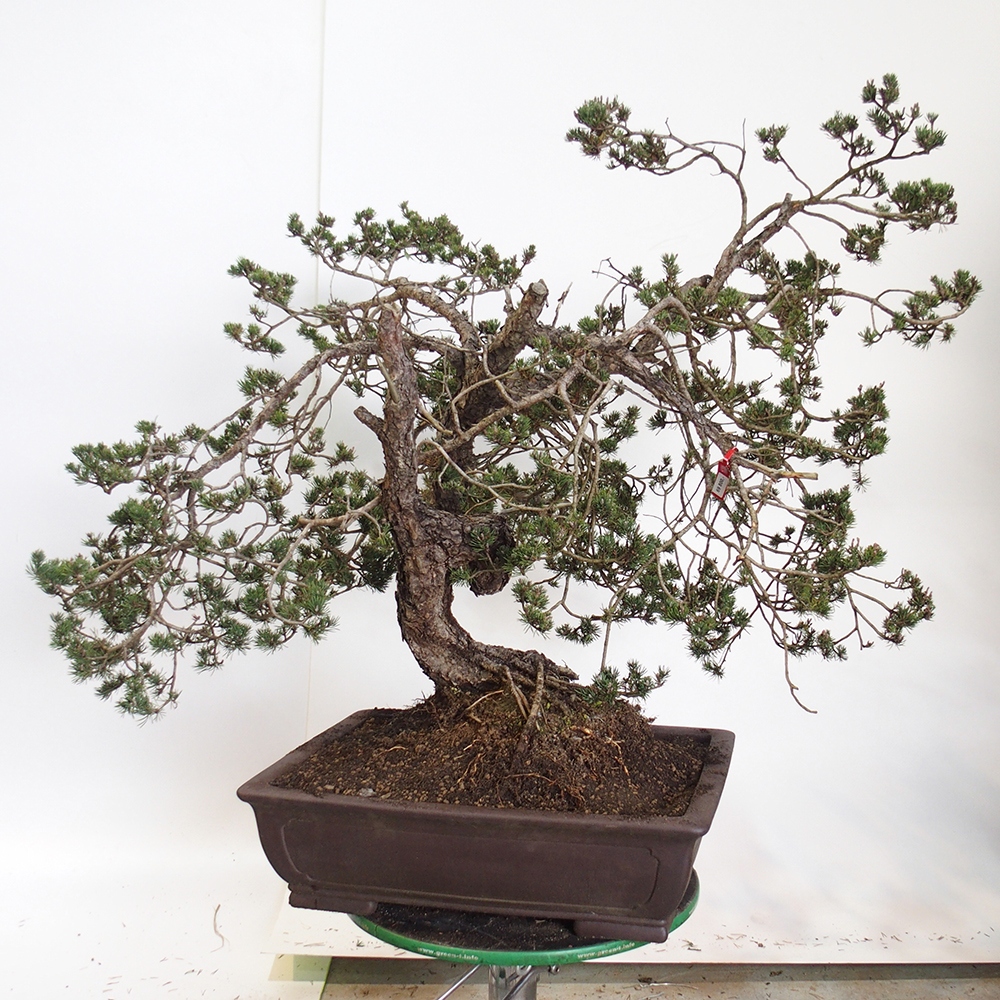 Yamadori - Pinus sylvestris Espagne