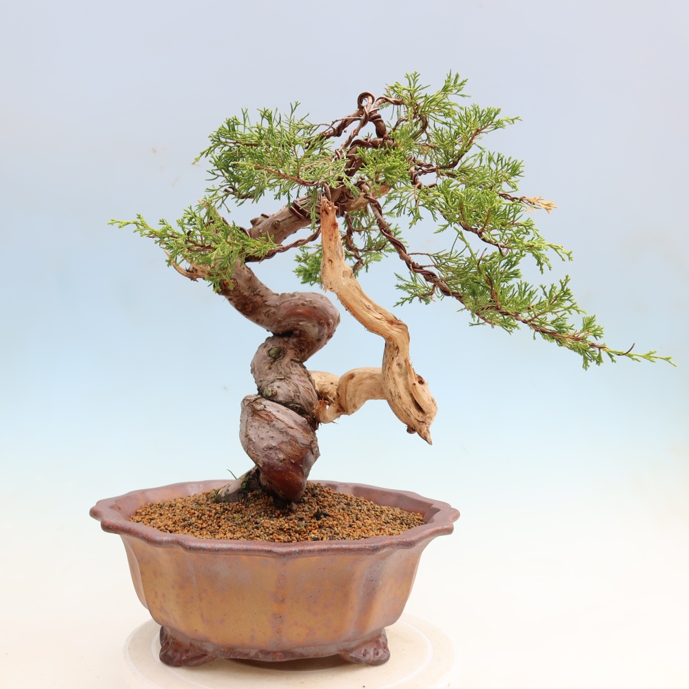 Bonsaï d'extérieur - Juniperus chinensis Itoigawa-Juniperus chinensis