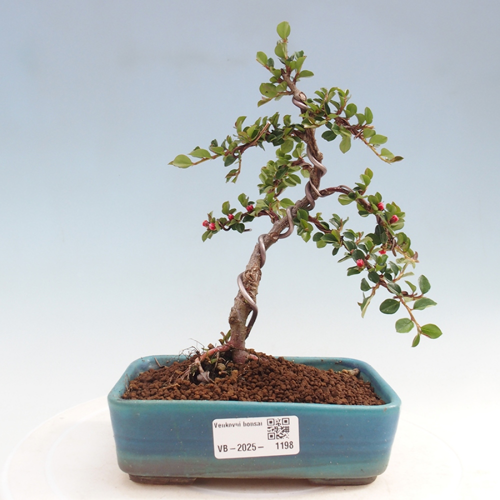 Bonsaï d'extérieur-Cotoneaster horizontalis - Rocky Mountain