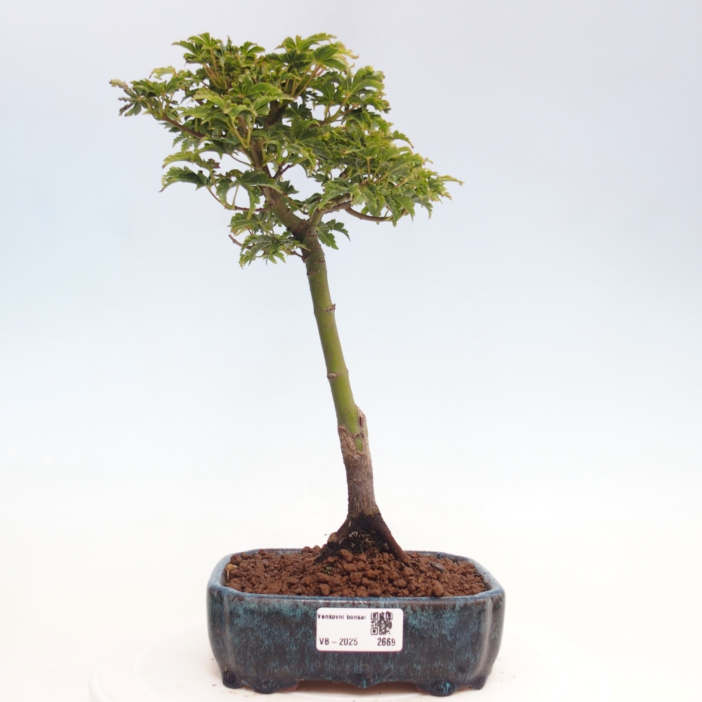 Bonsaï d'extérieur -Javor palm Acer palmatum Shishigashira