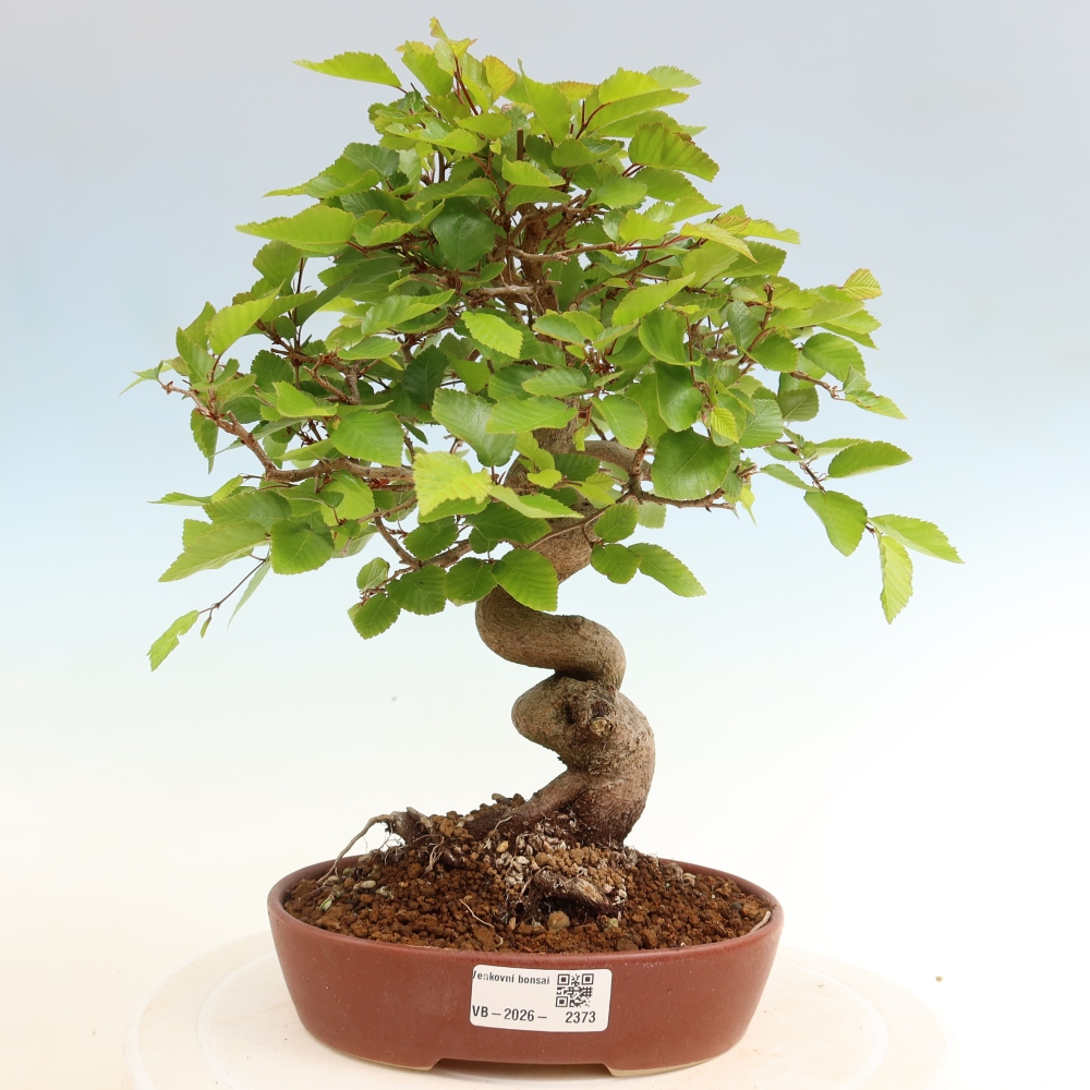 Bonsaï d'extérieur -Carpinus Coreana - Charme de Corée